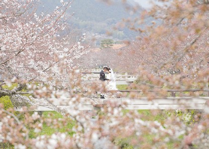 一の坂川の桜