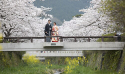 一ノ坂川桜橋