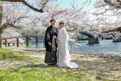 錦帯橋川岸の満開の桜の下の和装新郎新婦