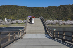 錦帯橋をわたる新郎新婦