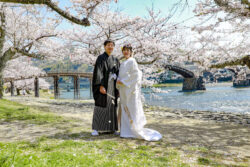 錦帯橋の桜の下で結婚写真