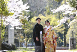 吉香公園の桜